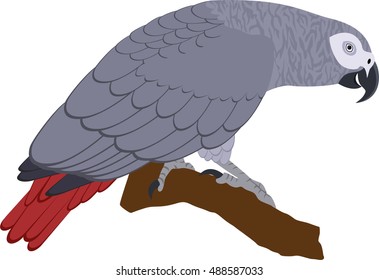 vector African Grey Parrot Psittacus erithacus