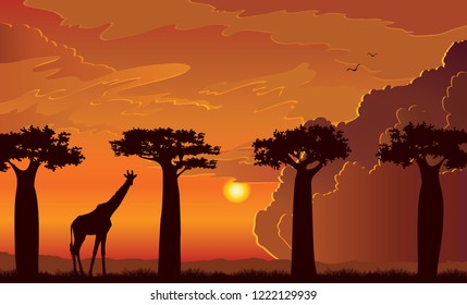 Vector african landscape with silhouette of giraffe and baobabs tree on a sunset sky with clouds and birds. Animal wildlife illustration.