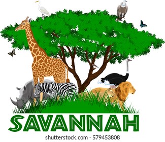 vector african savannah with lions, rhino, girrafe, vulture, zebra, ostrich and heron