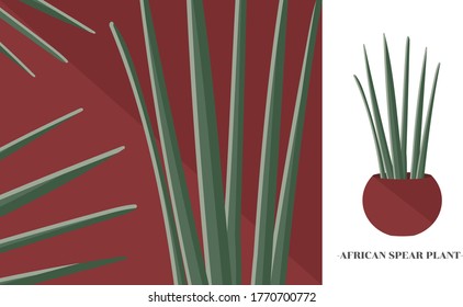 Vector of African spear plant and close-up vector of African spear plant leaf on crimson color background.