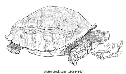 Vector of the African spurred tortoise