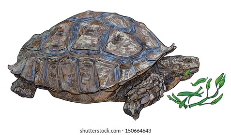 Vector of the African spurred tortoise