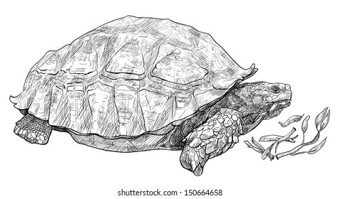 Vector of the African spurred tortoise