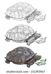 Vector of the African spurred tortoise