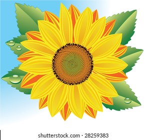 vector agriculture background with sunflower