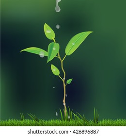 Vector Agriculture , Seeding , Seedling ,  watering young tree ,
