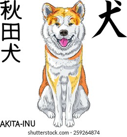 Vector Akita Inu Japanese Dog sits and smiles and inscription Japanese hieroglyph of words Dog and Akita Inu