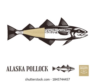 Vector Alaska polílock ilustración del pez aislado en fondo blanco