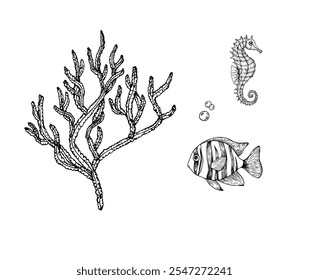 Vector algae, coral. Seahorse and tropical fish. Hand painted line seaweed, laminaria. Graphic rock clip art isolated on background. Underwater illustration. For designers, invitations, decoration