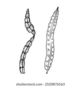 Algas vetoras. Alga marinha pintada à mão, esboço laminaria. Clipe-arte tropical gráfico isolado no fundo. Ilustração subaquática. Para designers, convites, decoração, cartões postais, papel de embrulho,