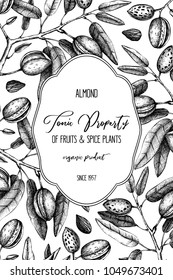Vector Almond background. Hand drawn  nut tree sketch. Botanical design template. Vintage tonic plant drawing