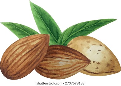 Composição da amêndoa vetorial. Fundo branco. Para o seu design