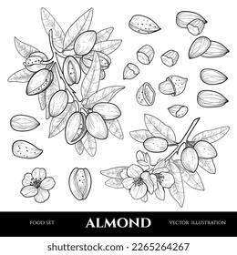 Vector almond drawn sketch. Sketch vector food illustration. Vintage style. Botanical drawing. Nut collection. 