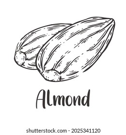 Vector of almond hand drawn sketch style. Drawing element design. Used for menu, poster, banner, label, logo or printed t-shirts, etc.