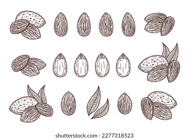 handgezeichnete VektorMandeln, Illustrationen, Mandelsamen, Schalen und Blätter