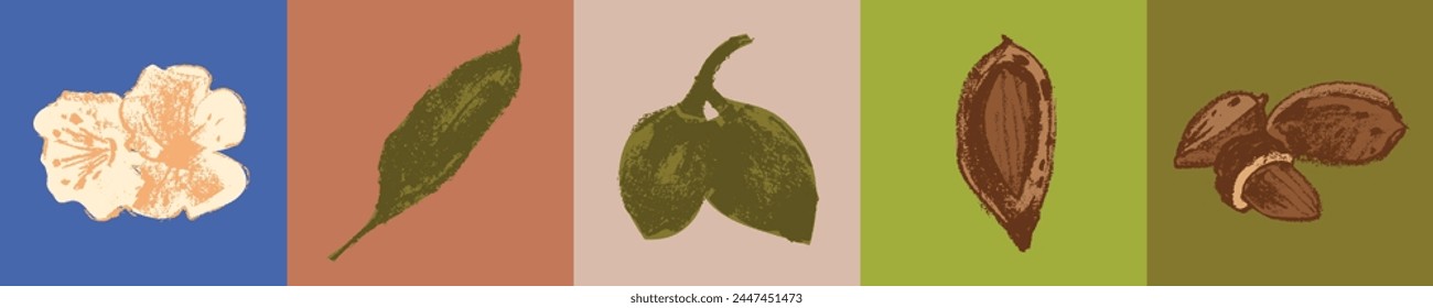 Vector almond hand-drawn signs. Color drawings of almond nuts for marzipan paste label design or almond butter packaging. Botanical sketches. Blossom almonds illustrations.