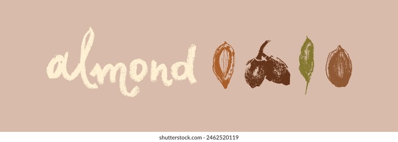 Icono de almendra de Vector aislado. Dibujo de almendras dibujadas a mano, ilustración de nueces de almendras. Pasta de mazapán o insignias de mantequilla de almendras. Boceto floral con texturas de carbón. Emblema de almendra para etiqueta de alimentos orgánicos.