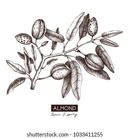 Vector Almond Illustration. Hand Drawn  Nut Tree Sketch. Botanical Design Template. Vintage Tonic Plant Drawing