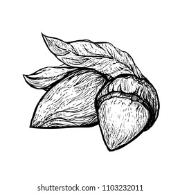 Vector Almond nut seed Isolated on white background - packaging design element icon. Component in cosmetics, cream and dairy. Engraved hand drawn Almond milk food ingredient in vintage retro style.