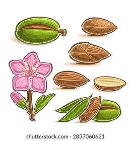 Vector Almond Nuts Set, branch of tree with pink blooming flower and green leaf, almond nuts in nutshell and peeled fruit cut out on white background