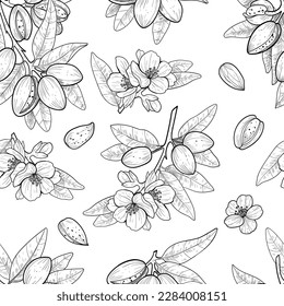 Vector almonds drawn sketch. Vector seamless pattern. Vintage style. Botanical drawing. Nut collection. 