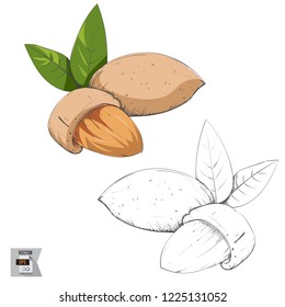 Vector Almonds Fruit Sketched and in Color Illustration that is Hand Drawn and Highly Detailed Line Art