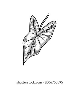 Vector of alocasia plant, hand drawn concept. Floral and botanical leaves illustration