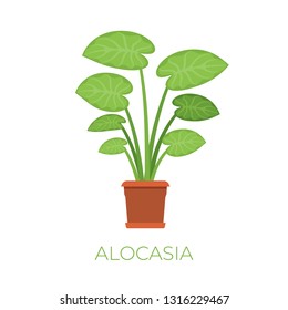 Vector alocasia plant in pot in flat style