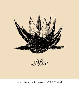 Vector aloe illustration. Hand drawn agave sketch. Officinalis plant background. Botanical, medicinal, cosmetic herb logo.