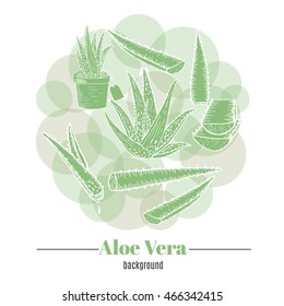 Vector aloe vera hand drawn vector illustration.Hand drawn aloe vera leaves. Healing and cosmetics herb.Medical plant. Great for traditional medicine design.