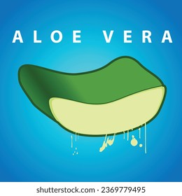 Vector Aloe Vera leaves and cut pieces with juice drops. Essence from aloe vera plant drips from stem.
