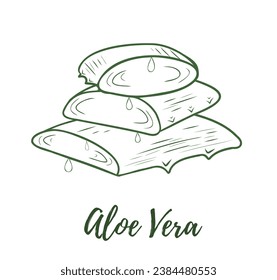 Vector aloe vera plant doodle reaslistic illustration. Black and white line isolated on a white background for design, packaging