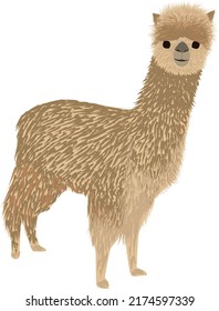 Alpaca vectora sobre fondo blanco aislado