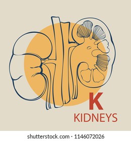 Vector alphabet illustration of an anatomical kidneys for anatomical demonstration and any kind of card of flyers