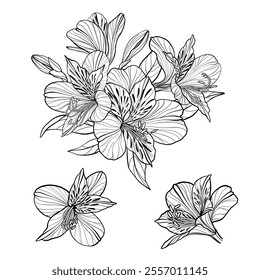 Vector alstroemeria flowers, monochrome illustration, floral composition