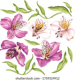 Vector Alstroemeria flowers in pink shades, isolated buds with leaves