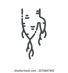 Vector alternative medicine line icon isolated on transparent background. Root as herbal medicine conceptual sign