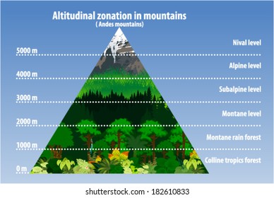 Vector Altitudinal zonation in mountains