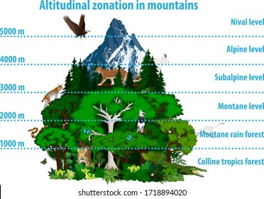 Vector Altitudinal zonation in mountains forest and rainforest with animals