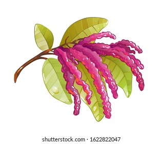 Vector amaranth isolated. Herbal tea additive