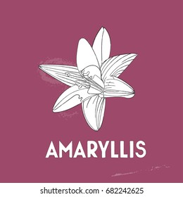 vector amaryllis illustration. flower bloom. 
