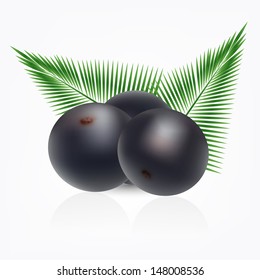 Vector amazon acai fruit with palm leaves on white background.