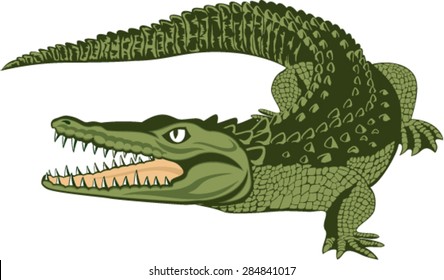 vector American alligator