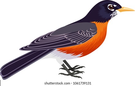 vector american robin (Turdus migratorius)