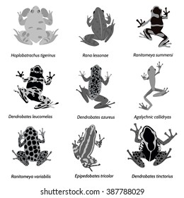 Vector amphibian silhouette on the white background. Frog silhouettes. Collection of vector amphibian silhouette isolated. Vector silhouettes of amphibian, top view
