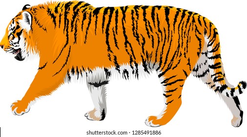 vector Amur tiger