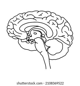 Vector, cerebro anatómico. Ilustración cerebral realista aislada en el fondo blanco. Logo del cerebro médico vector.