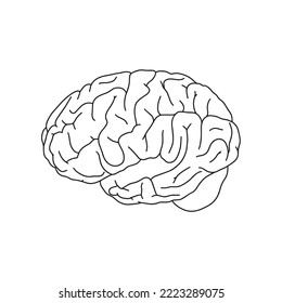 Vector, anatomical Brain. Realistic Brain illustration isolated on white background. Vector medical Brain logo.
