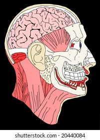 vector of an anatomical head in color