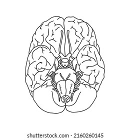 Vector, cerebro humano anatómico. Ilustración cerebral realista aislada en el fondo blanco. 